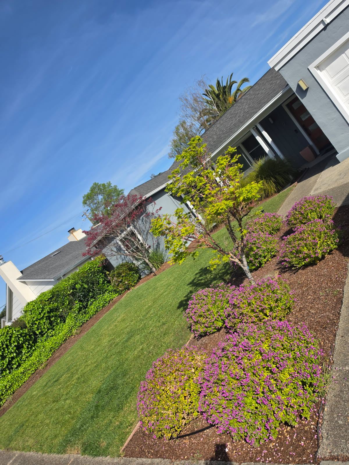 Olympic Landscaping backyard turf install