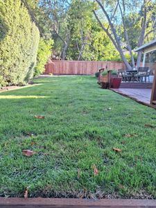 Backyard lawn installation